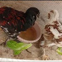 مرغ و خروس نژاد سلطان