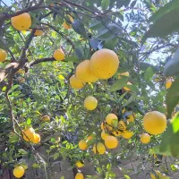 پرتقال تامسون فروشی|خوردنی و آشامیدنی|هچیرود, |دیوار