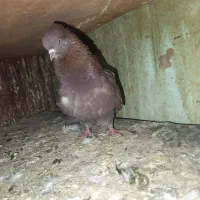 سرخ پرروک و سروکله دار