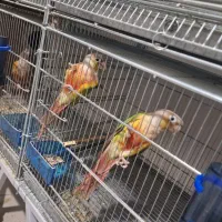 گرینچیک مولد ۱۰۰درصد