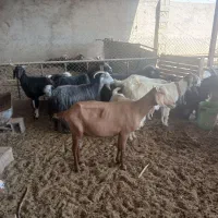 بزشیرا|حیوانات مزرعه|اصفهان, روشن‌دشت|دیوار