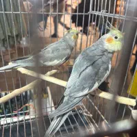 عروس هلندی سیامون