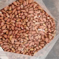 بادام زمینی متوسط آستانه اشرفیه اعلا (تازه پخت)