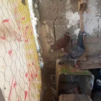 کفتر مسافتی|پرنده|شیراز, شهرک ایثار|دیوار