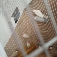 نرگسی جفت سیلور .جفت شکلاتی جفت ایزابلا