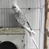 جفت عروس هلندی