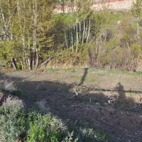 زمین چهار دیواری قز