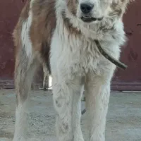 سگ سرابی نگهبان