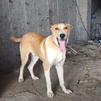 سگ خراسانی نر ۷ماه|سگ|رویان, |دیوار