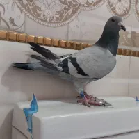 پلاکی ماده|پرنده|بروجرد, |دیوار