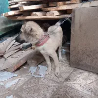رکس