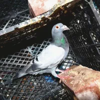 کفتر|پرنده|نهبندان, |دیوار