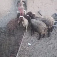 ۴ عددمیش ابستن ۲تاش سر پستان