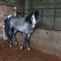 اسب|اسب و تجهیزات اسبسواری|گرگان, |دیوار