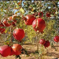 باغ انار ۱۰ ساله مجوز دار در دولت اباد برخوار|فروش زمین و ملک کلنگی|شاهین‌شهر, گرگاب|دیوار