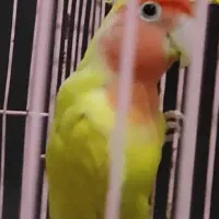 طوطی برزیلی|پرنده|رباط‌کریم, رباط‌کریم|دیوار