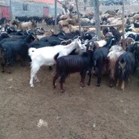 ۱۵راس بز جوان