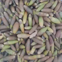 بلوط تحویل برازجان واطراف