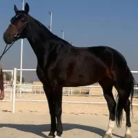 اسب و سوارکاری