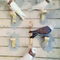 فروش طوقی و مخمل
