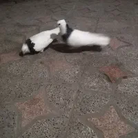 طوقی سیاه بزرگ باجوجه