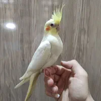 جوجه عروس هلندی