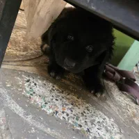 واگذاری ژرمن بلک و قهوه ای شولاین