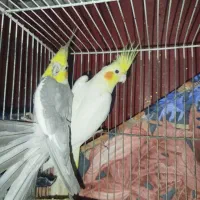 جفت عروس هلندی با دو جوجه