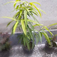 گل وگیاه طبیعی|گل و گیاه طبیعی|قائمشهر, |دیوار