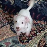 واگذاری توله نر سه ماهه|سگ|مشهد, طبرسی شمالی|دیوار