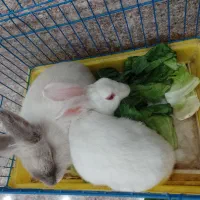 یه جفت خرگوش