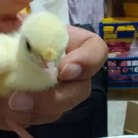 جوجه اردک وچوجه بوقلمون