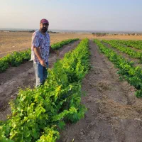 نهال|خدمات باغبانی و درختکاری|رامند, |دیوار