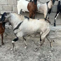 اصل بز