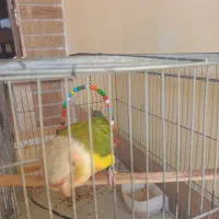 طوطی گرینچیک آناناسی