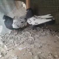 دو جفت سینه ای یک جفت پلاس|پرنده|قنوات, |دیوار