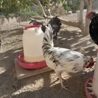 خروس ومرغ گلین چهل تاج ریش دار|حیوانات مزرعه|پاکدشت, پاکدشت (مامازند)|دیوار