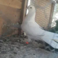 کبوترهای پرشی و ساعتی|پرنده|هشتگرد, ایقربلاغ|دیوار