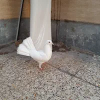 کفتر دم چتری|پرنده|اهواز, منبع اب|دیوار