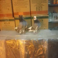 آبی آسمانی|پرنده|آبدانان, |دیوار