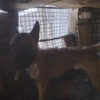 سگ نگهبان