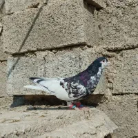 یال سیاه طوقی و سرخ|پرنده|کازرون, |دیوار