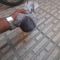 کبوتر|پرنده|کرمانشاه, |دیوار