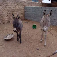 الاغ|حیوانات مزرعه|جوادآباد, |دیوار