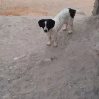 سگ پاکوتاه نر