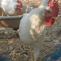 دوعدد خروس