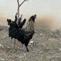 خروس آیام سمانی