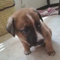 توله دوماهه نزاد سگ سرابی نر
