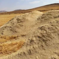 کاه‌گندم‌دیم|لوازم جانبی حیوانات|گل تپه, |دیوار