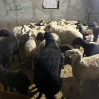 گوسفند بره دار